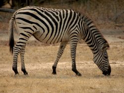 20210206214418 Zebra in Mosi oa tunya
